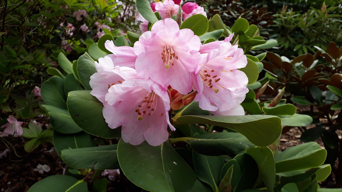 R. platypodum